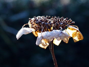 Close-up of insect on flower