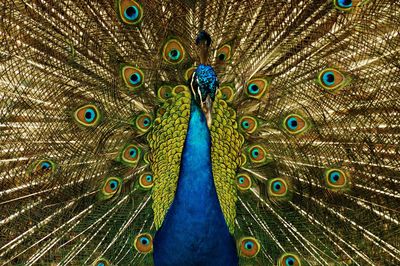 Close-up of peacock