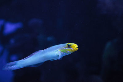 Close-up of fish swimming in aquarium