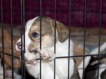 A cute 3 week old beagle puppy behind a fence