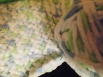 Close-up of plant against blurred background