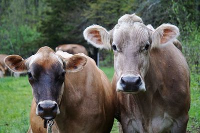 Close-up of cows on field