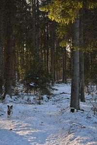 Trees in forest during winter