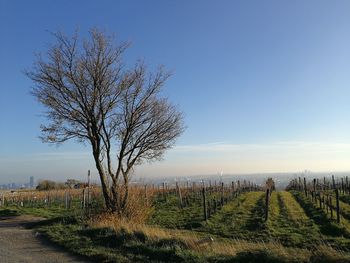 Bare tree on field against clear sky