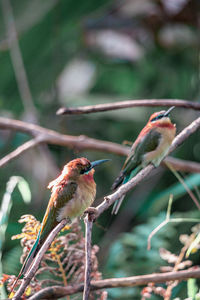 Close-up of bird perching on branch