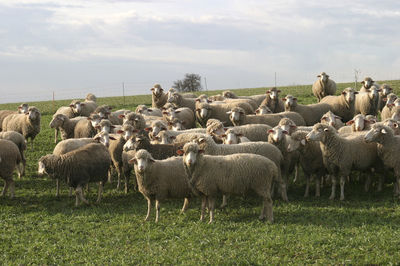 Sheep in a field