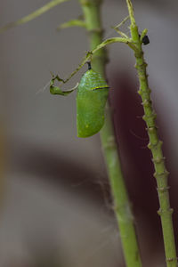 Close-up of insect on plant