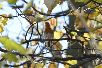 Low angle view of bird perching on tree