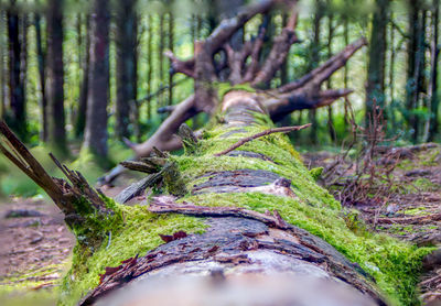 Close-up of moss growing on tree trunk