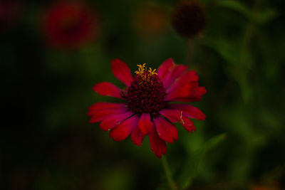 Close-up of red flower