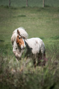 Horse standing in a field