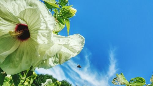 Low angle view of flowers against blue sky