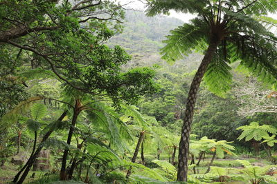 Trees in forest