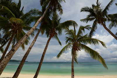 Palm trees on beach against sky