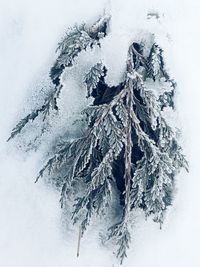 Close-up of snow on water