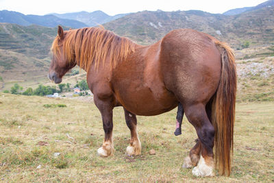 Horse standing in a field