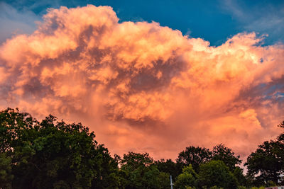 Low angle view of trees against orange sky