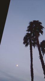 Low angle view of trees against sky