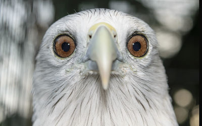 Close-up portrait of owl