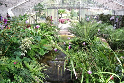 Plants growing in greenhouse