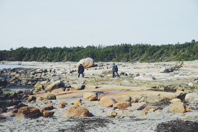 Rear view of men walking on rocky beach against clear sky