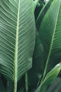 Full frame shot of green leaves