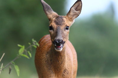 Portrait of deer standing in forest