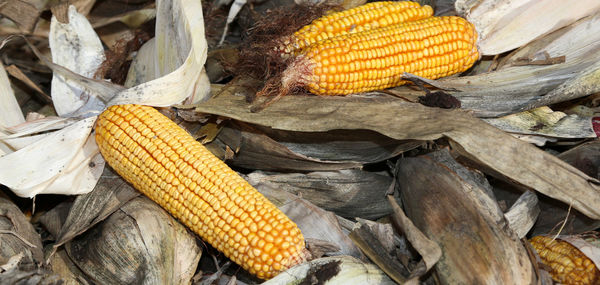 Close-up of fresh yellow vegetables
