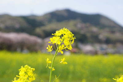 Close-up of flowers blooming in field