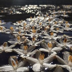 Close-up of white flowering plants