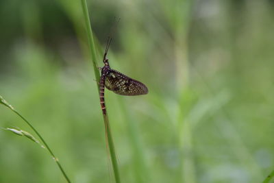 Close-up of butterfly on plant