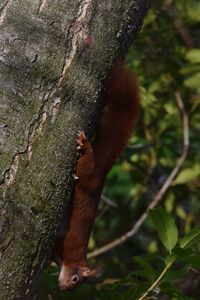 Close-up of lizard on tree trunk