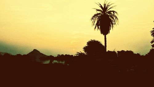 Silhouette trees against sky during sunset