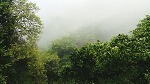 Foggy forest