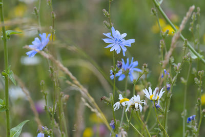 Multicolored image of many meadow flowers. close up perspective, blue chicory flower is the focus.