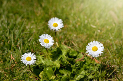 Close-up of white daisy flowers on field