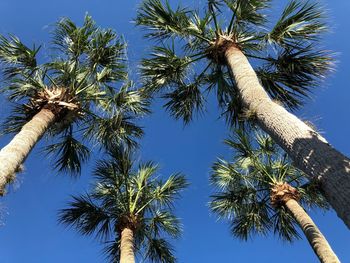 Low angle view of palm trees against clear blue sky