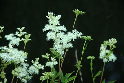 Close-up of flowering plant