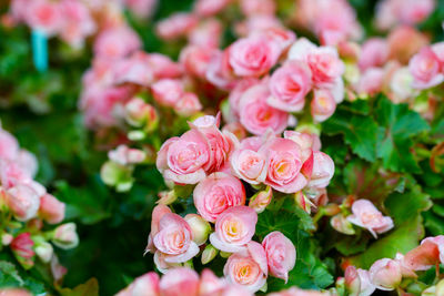 Close-up of pink begonia flowers growing at park