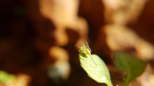 Close-up of insect on flower