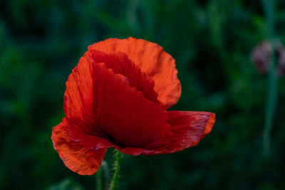 Close-up of red rose flower