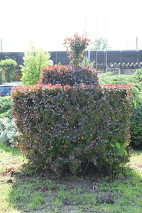 Plants growing on field