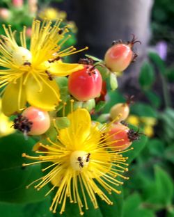 Close-up of yellow flowering plant