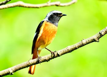 Close-up of bird perching on branch