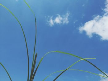 Low angle view of crops against blue sky