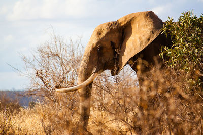 Side view of african elephant standing on field against sky