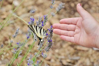 Close-up of butterfly on hand