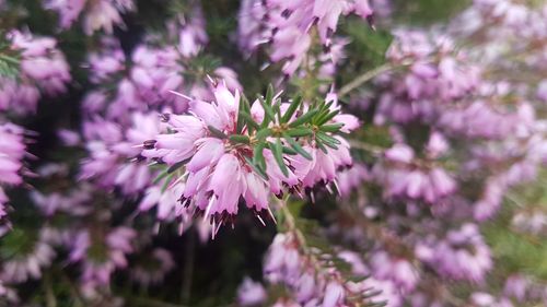 Close-up of purple flowers