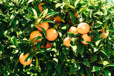 Close-up of fruits on tree