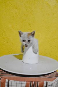 Cat looking away against yellow wall